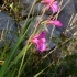 Gladiolus italicus -- Wiesen-Siegwurz